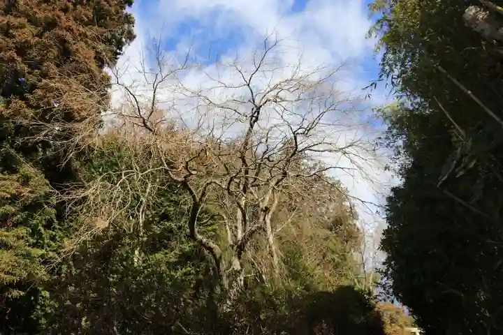 大六天麻王神社の自然