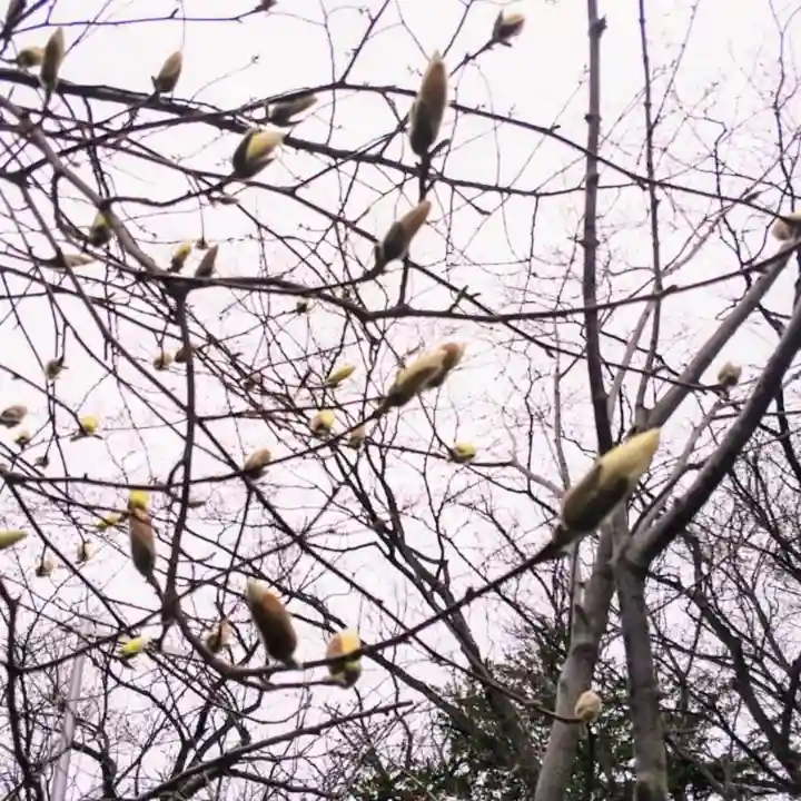 彌彦神社 (伊夜日子神社)の自然