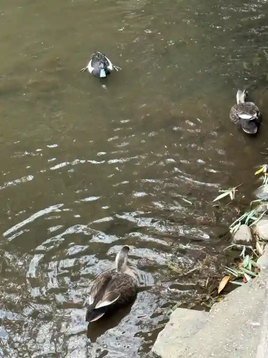 武蔵一宮氷川神社の{uncategorized: "未分類", other: "その他", undefined: "問題あり", building: "その他建物", grave: "お墓", sacred_gate: "鳥居", guardian: "狛犬", statue: "像", buddha: "仏像", history: "歴史", nature: "自然", garden: "庭園", animal: "動物", pagoda: "塔", temizu: "手水舎", mountain_gate: "山門・神門", sanctuary: "本殿・本堂", subordinate: "末社・摂社", art: "芸術", scenery: "景色", jizo: "地蔵", ema: "絵馬", goshuin: "御朱印", omikuji: "おみくじ", items: "授与品その他", amulet: "お守り", goshuincho: "御朱印帳", eats: "食事", festival: "お祭り", votive_dance: "神楽", shichigosan: "七五三参", wedding: "結婚式", experience: "体験その他", initially: "初詣", around: "周辺", anti_infection: "感染症対策"}