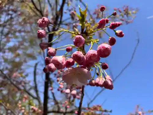 多賀神社の自然