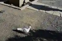 旗上弁財天社の動物