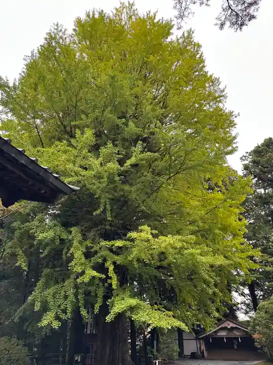 北口本宮冨士浅間神社(山梨県)