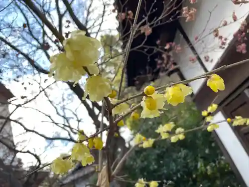 青蓮院門跡の自然