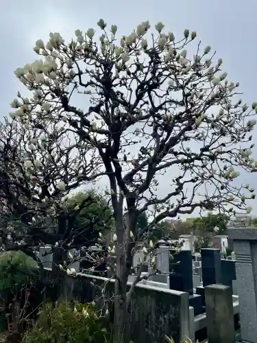 宗善寺の{uncategorized: "未分類", other: "その他", undefined: "問題あり", building: "その他建物", grave: "お墓", sacred_gate: "鳥居", guardian: "狛犬", statue: "像", buddha: "仏像", history: "歴史", nature: "自然", garden: "庭園", animal: "動物", pagoda: "塔", temizu: "手水舎", mountain_gate: "山門・神門", sanctuary: "本殿・本堂", subordinate: "末社・摂社", art: "芸術", scenery: "景色", jizo: "地蔵", ema: "絵馬", goshuin: "御朱印", omikuji: "おみくじ", items: "授与品その他", amulet: "お守り", goshuincho: "御朱印帳", eats: "食事", festival: "お祭り", votive_dance: "神楽", shichigosan: "七五三参", wedding: "結婚式", experience: "体験その他", initially: "初詣", around: "周辺", anti_infection: "感染症対策"}