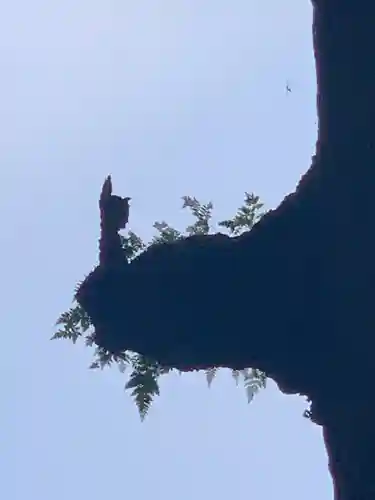 霧島神宮の自然