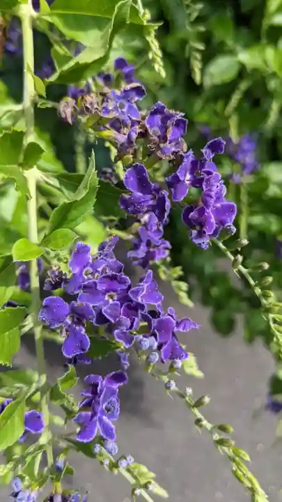 安養寺(弥勒院)の自然