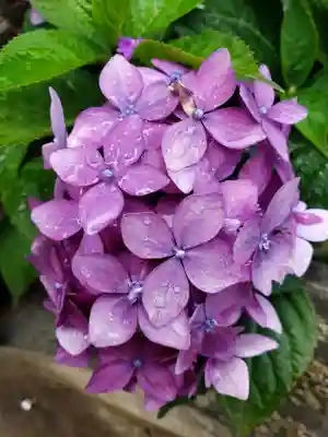 東京大神宮(東京都)
