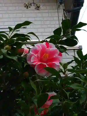 秋葉神社(東京都)