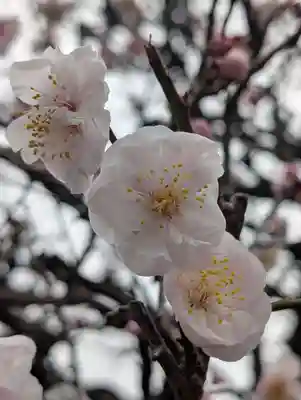 万福寺(東京都)