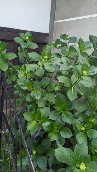行願寺(革堂)(京都府)