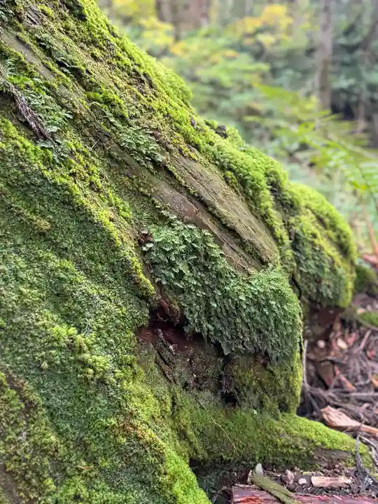 戸隠神社奥社(長野県)