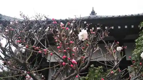 隨心院（随心院）の自然