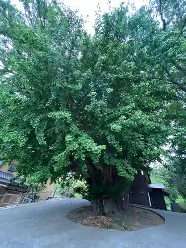 蛟蝄神社門の宮の自然