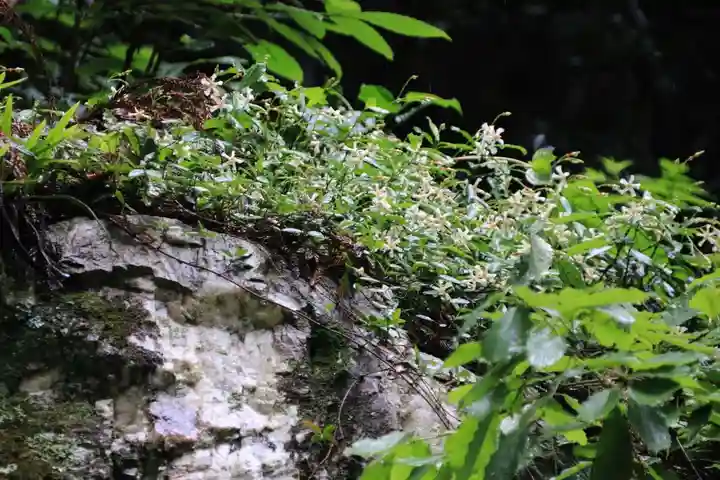 鹿島大神宮の自然
