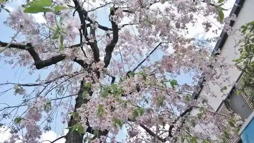 安樂寺天満宮の自然