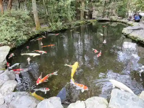 伊勢神宮内宮（皇大神宮）の動物