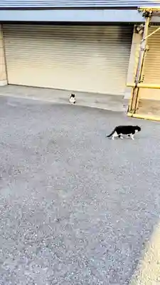 白金氷川神社の動物