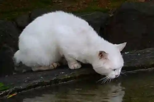 安井金比羅宮の動物