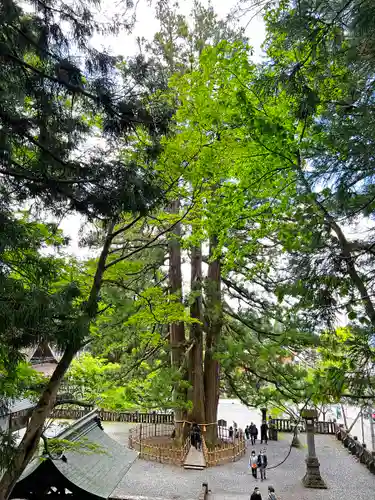 戸隠神社中社の自然