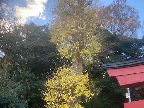 田谷御霊社(神奈川県)