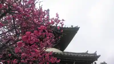 清凉寺の塔