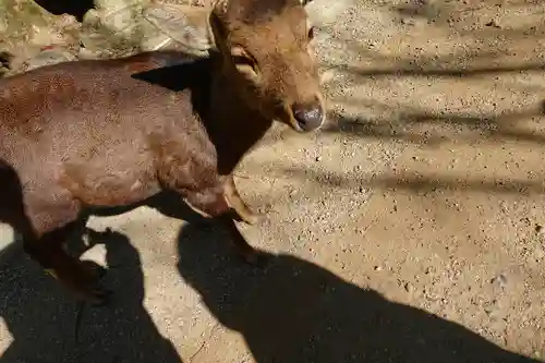 春日大社の動物