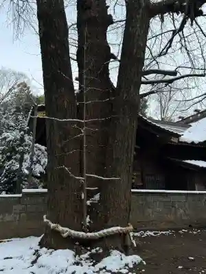 玉敷神社の{uncategorized: "未分類", other: "その他", undefined: "問題あり", building: "その他建物", grave: "お墓", sacred_gate: "鳥居", guardian: "狛犬", statue: "像", buddha: "仏像", history: "歴史", nature: "自然", garden: "庭園", animal: "動物", pagoda: "塔", temizu: "手水舎", mountain_gate: "山門・神門", sanctuary: "本殿・本堂", subordinate: "末社・摂社", art: "芸術", scenery: "景色", jizo: "地蔵", ema: "絵馬", goshuin: "御朱印", omikuji: "おみくじ", items: "授与品その他", amulet: "お守り", goshuincho: "御朱印帳", eats: "食事", festival: "お祭り", votive_dance: "神楽", shichigosan: "七五三参", wedding: "結婚式", experience: "体験その他", initially: "初詣", around: "周辺", anti_infection: "感染症対策"}