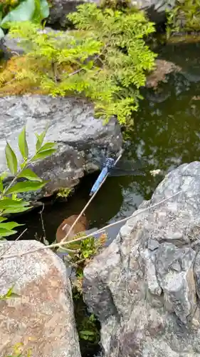 十輪寺(京都府)