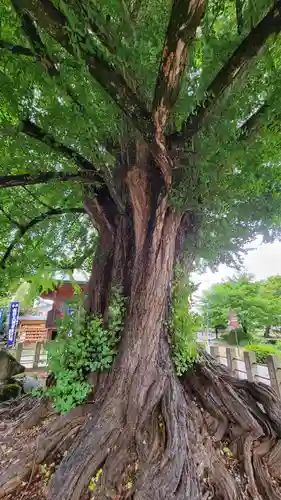 飛騨国分寺(岐阜県)