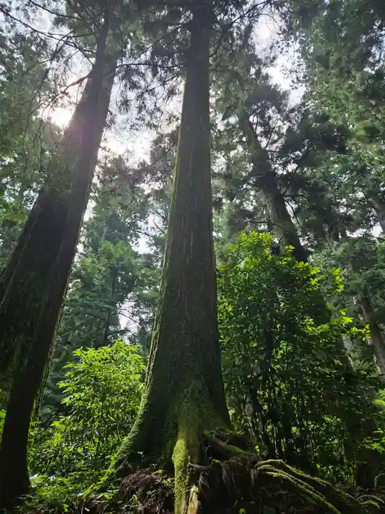 最乗寺(道了尊)の自然
