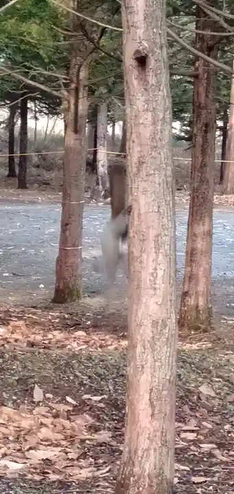 千歳神社の動物