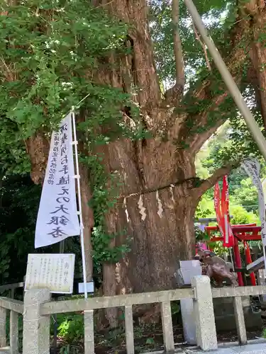 海南神社の自然