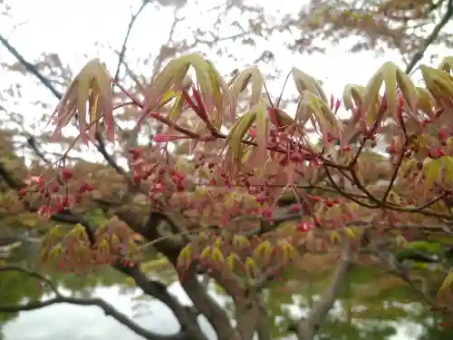 平安神宮の自然