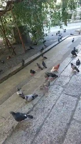 頂法寺（六角堂）の動物