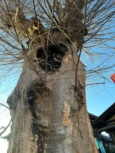 今宮坊(埼玉県)