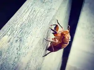 滑川神社 - 仕事と子どもの守り神の動物(2020年07月27日(月) 17時12分11秒投稿)