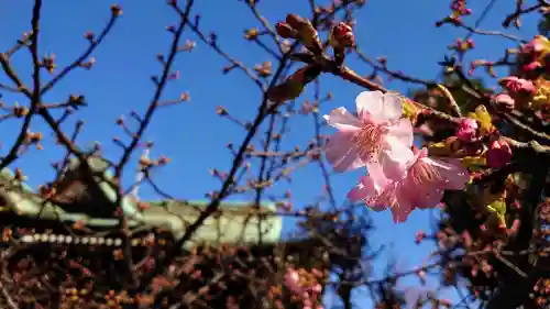 桜神宮の自然