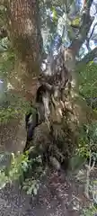 川津来宮神社の自然