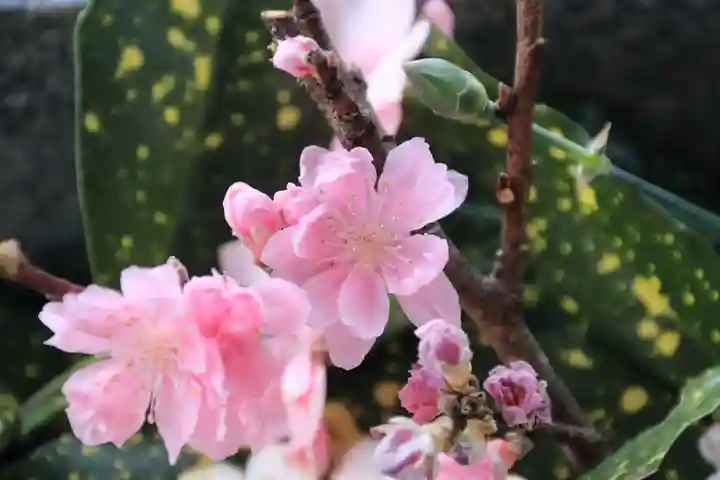 豊景神社の手水舎
