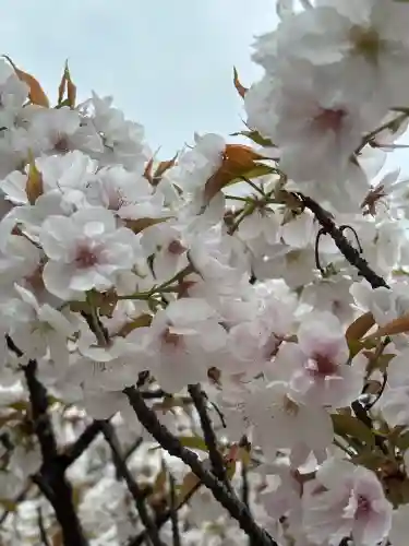 仁和寺の{uncategorized: "未分類", other: "その他", undefined: "問題あり", building: "その他建物", grave: "お墓", sacred_gate: "鳥居", guardian: "狛犬", statue: "像", buddha: "仏像", history: "歴史", nature: "自然", garden: "庭園", animal: "動物", pagoda: "塔", temizu: "手水舎", mountain_gate: "山門・神門", sanctuary: "本殿・本堂", subordinate: "末社・摂社", art: "芸術", scenery: "景色", jizo: "地蔵", ema: "絵馬", goshuin: "御朱印", omikuji: "おみくじ", items: "授与品その他", amulet: "お守り", goshuincho: "御朱印帳", eats: "食事", festival: "お祭り", votive_dance: "神楽", shichigosan: "七五三参", wedding: "結婚式", experience: "体験その他", initially: "初詣", around: "周辺", anti_infection: "感染症対策"}