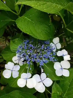 妙法寺(東京都)