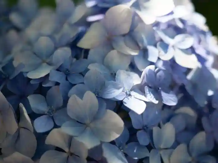 亀戸天神社(東京都)