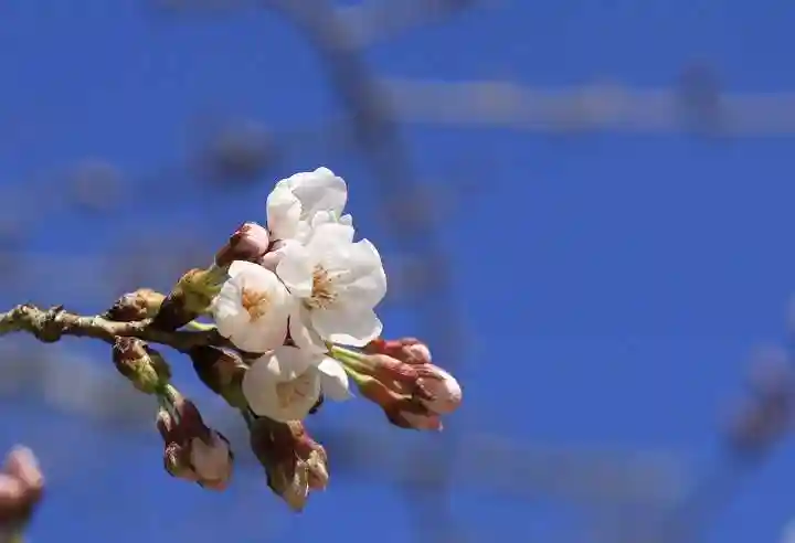光明寺(粟生光明寺)(京都府)