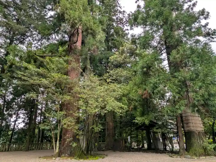 白山比咩神社の{uncategorized: "未分類", other: "その他", undefined: "問題あり", building: "その他建物", grave: "お墓", sacred_gate: "鳥居", guardian: "狛犬", statue: "像", buddha: "仏像", history: "歴史", nature: "自然", garden: "庭園", animal: "動物", pagoda: "塔", temizu: "手水舎", mountain_gate: "山門・神門", sanctuary: "本殿・本堂", subordinate: "末社・摂社", art: "芸術", scenery: "景色", jizo: "地蔵", ema: "絵馬", goshuin: "御朱印", omikuji: "おみくじ", items: "授与品その他", amulet: "お守り", goshuincho: "御朱印帳", eats: "食事", festival: "お祭り", votive_dance: "神楽", shichigosan: "七五三参", wedding: "結婚式", experience: "体験その他", initially: "初詣", around: "周辺", anti_infection: "感染症対策"}