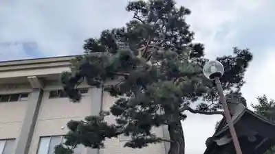 帯広別院の自然