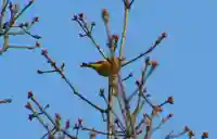 留辺蘂神社の動物