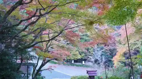 日向大神宮の自然