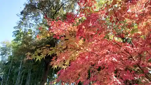 武蔵一宮氷川神社の自然