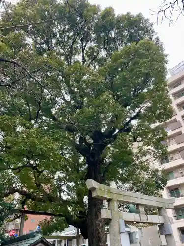 八幡神社の{uncategorized: "未分類", other: "その他", undefined: "問題あり", building: "その他建物", grave: "お墓", sacred_gate: "鳥居", guardian: "狛犬", statue: "像", buddha: "仏像", history: "歴史", nature: "自然", garden: "庭園", animal: "動物", pagoda: "塔", temizu: "手水舎", mountain_gate: "山門・神門", sanctuary: "本殿・本堂", subordinate: "末社・摂社", art: "芸術", scenery: "景色", jizo: "地蔵", ema: "絵馬", goshuin: "御朱印", omikuji: "おみくじ", items: "授与品その他", amulet: "お守り", goshuincho: "御朱印帳", eats: "食事", festival: "お祭り", votive_dance: "神楽", shichigosan: "七五三参", wedding: "結婚式", experience: "体験その他", initially: "初詣", around: "周辺", anti_infection: "感染症対策"}