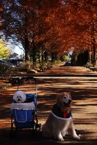 野木神社の動物